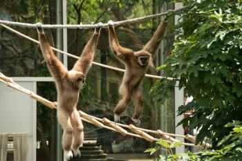 Gibbons accrobranches
