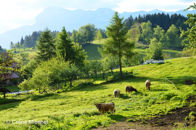 Montagne massif Belledonne vaches paturage Isere Alpes Alps France