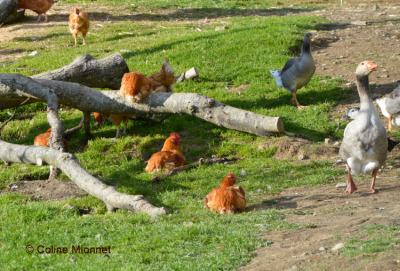 Basse cour ferme montagne Belledonne poules oies canards agriculture raisonnée
