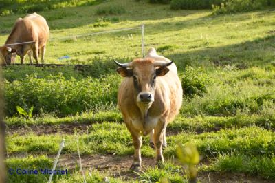 Alpes vaches pâturages Belledonne ferme agriculture montagne