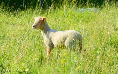 élevage ovin moutons brebis fromage agneau