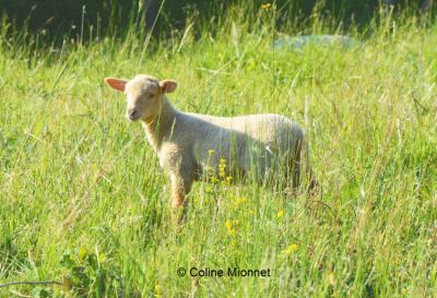 Agneau mouton ovin élevage montagne Alpes Belledonne