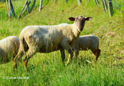 élevage ovin moutons brebis fromage agneau