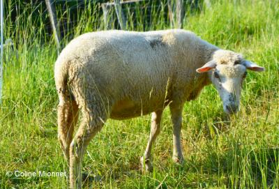 élevage ovin moutons brebis fromage agneau Alpes montagnes Belledonne
