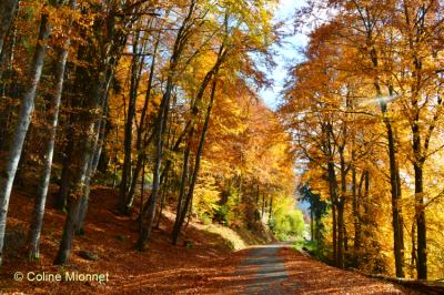 Sentier forestier montagne massif Alpes France feuillus automne