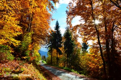 sentier forêt bois arbres montagne Alpes automne
