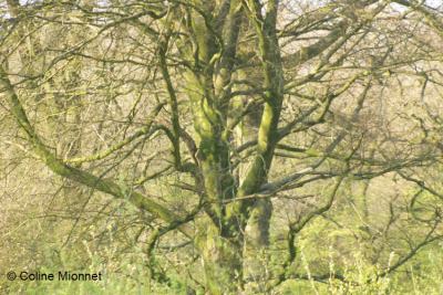 Forêt domaniale feuillus caduques bois houpier Hêtre houpier tronc branches arborescence