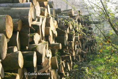 Bois coupé bord de route stockage carbone énergie exploitation forestière filière bois