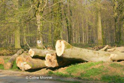 Bois coupé bord de route grumes stockage carbone énergie exploitation forestière filière bois