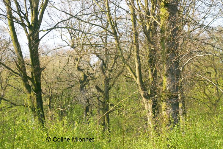 Forêt domaniale feuillus caduques bois houpier Hêtre houpier tronc branches arborescence hêtraie