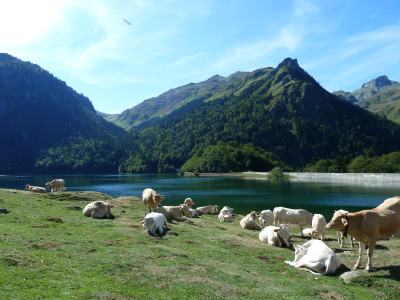 lac vaches Pyrénées
