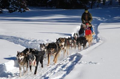 chiens traîneau attelage husky