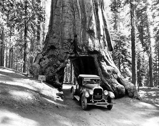 The Wawona Tunnel Tree stands vigil over the age of modernity