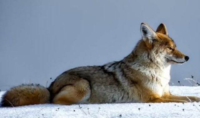 coyote-1730060_1280Gallery